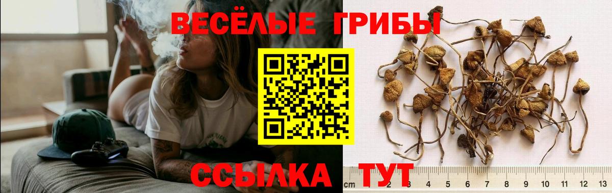 Великий Новгород  Галлюциногенные грибы MAGIC MUSHROOMS  Псилоцибиновые грибы Magic Shrooms  где продают наркотики  Вход с VPN 